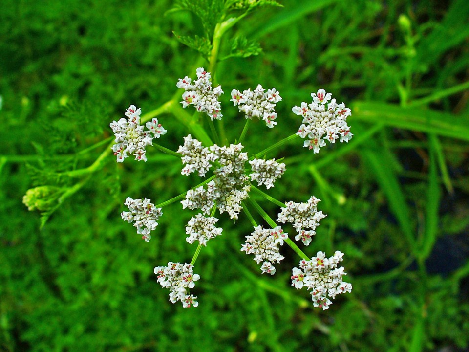 Chimion (0.6 gr) seminte planta aromatica si medicinala, Florian