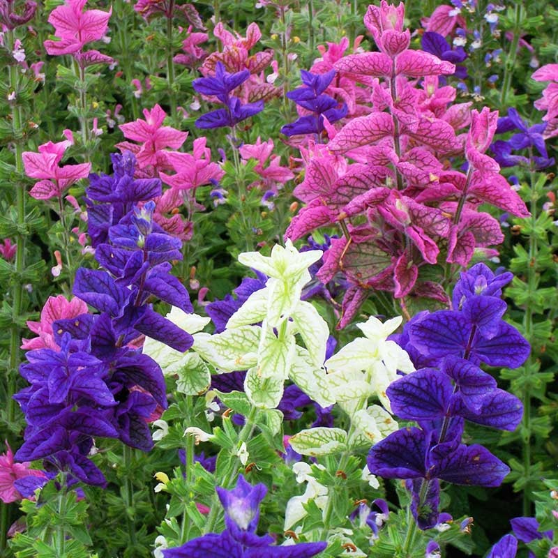 Clary Mix (150 seminte) Salvia Horminum, frunze decorative colorate, Seklos