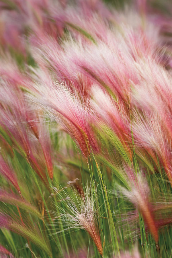 Coada Vulpii (Hordeum Jubatum Foxtail Barley 0.15 gr de seminte) de iarba decorativa cu axile violet-argintii, Laktofol