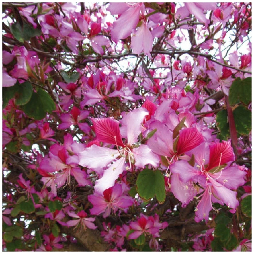 Copacul Orhidee roz (8 seminte) Camel Foot Tree - Bauhinia variegata, flori superbe roz, parfumate, Saflax