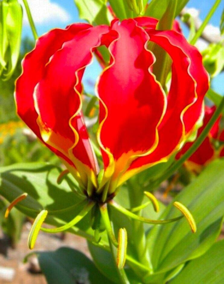 Crin African catarator (15 seminte) African Climbing Lily - Gloriosa rothschildiana, flori exotice rosu aprins cu galben, Saflax