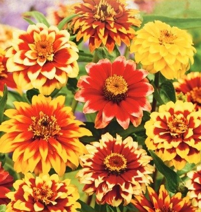 Cynia Perska mix (0,5 gr) seminte Carciumarese Zinnia Persian Carpet, flori duble bicolore, Toraf