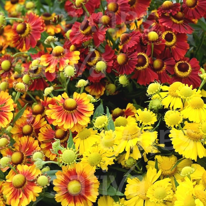 Dzielzan Jesienny - Floarea Elenei mix (0,1 gr) seminte Helenium autumnale perena, melifera, flori in nuante de rosu si galben, Toraf