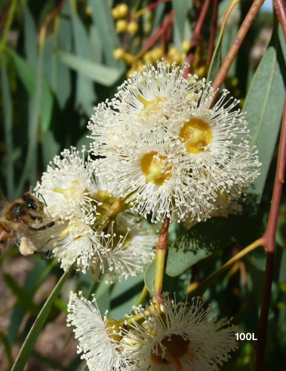 Eucalipt Rosu de Rau (200 seminte) River Red Gum - Eucalyptus camaldulensis, flori delicate, ulei esential parfumat, Saflax