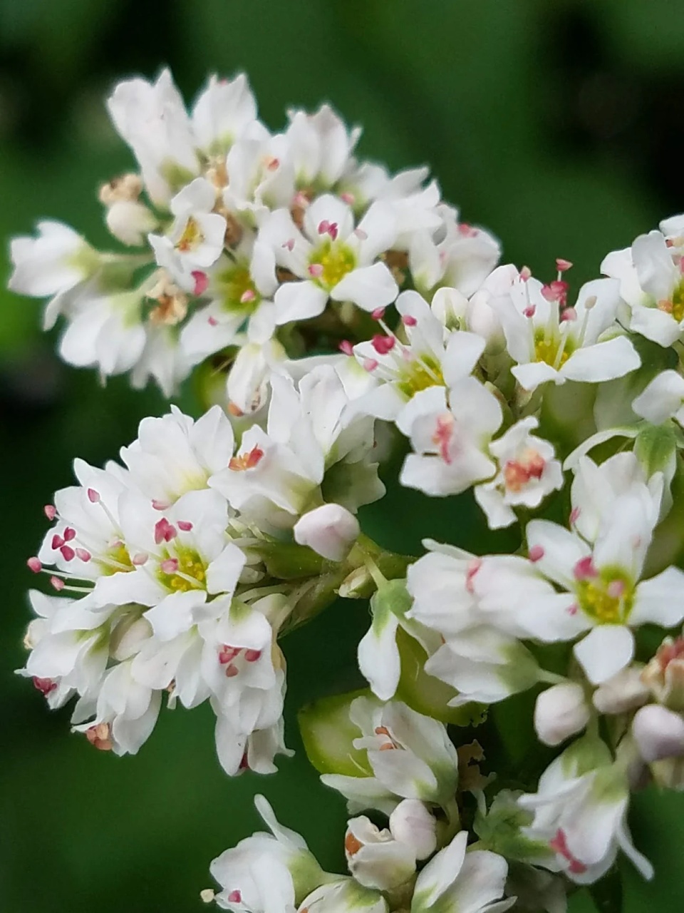 Fagopyrum acutatum - Hrisca (100 gr) seminte planta anuala melifera, flori albe parfumate, Toraf