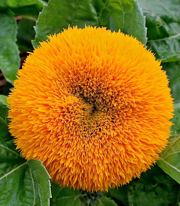 Floarea soarelui decorativa batuta (0.8 gr) seminte de plante anuale cu flori mari galbene, involte, batute, Agrosem