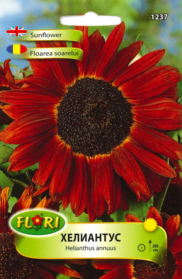 Floarea Soarelui Rosu - Seminte Flori Floarea Soarelui Rosu de la Florian