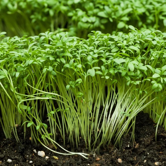 Garden Cress Common (800 seminte) creson de gradina parfumat, crestere rapida, Seklos