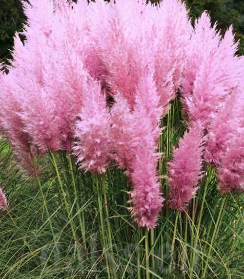 Iarba de Pampas roz seminte de iarba decorativa, cu flori roz, pufoase, Laktofol