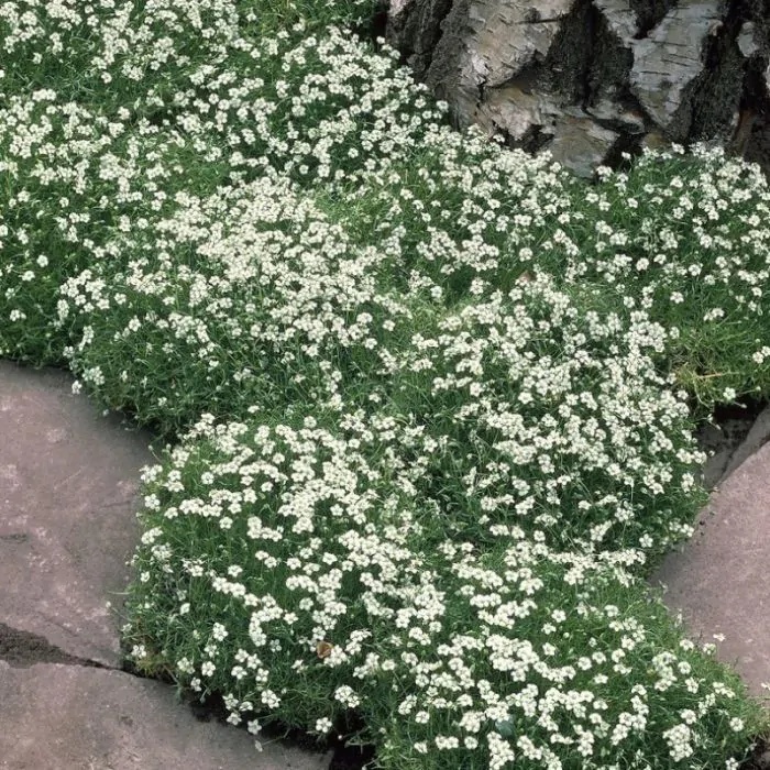 Karmnik Oscisty - Muschi de Piatra Irlandez (0.05 gr) seminte Sagina subulata perena, formeaza covor verde cu flori mici, albe, Toraf