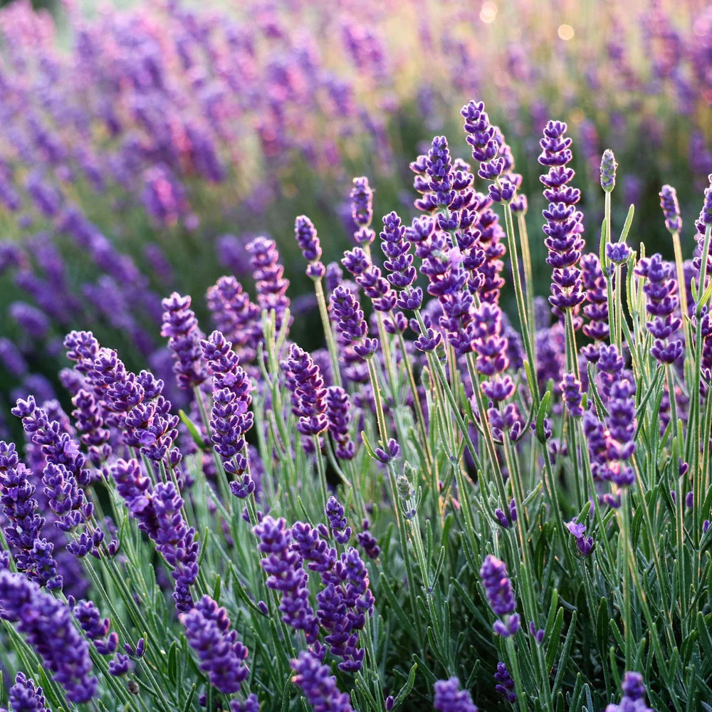 Lavanda Englezeasca Bio (0.4 gr), seminte eco de lavanda perena, Seklos