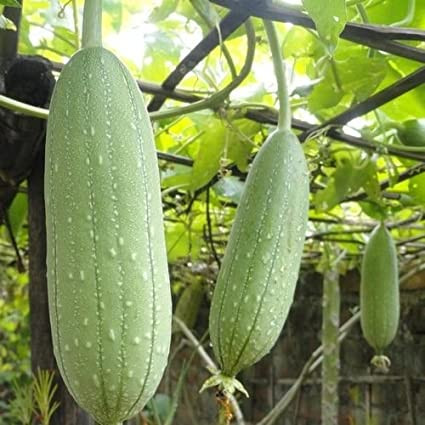 Luffa Cylindrica (5 sem) seminte de lufa, planta ornamentala si burete de baie din familia castravetelui, Agrosem