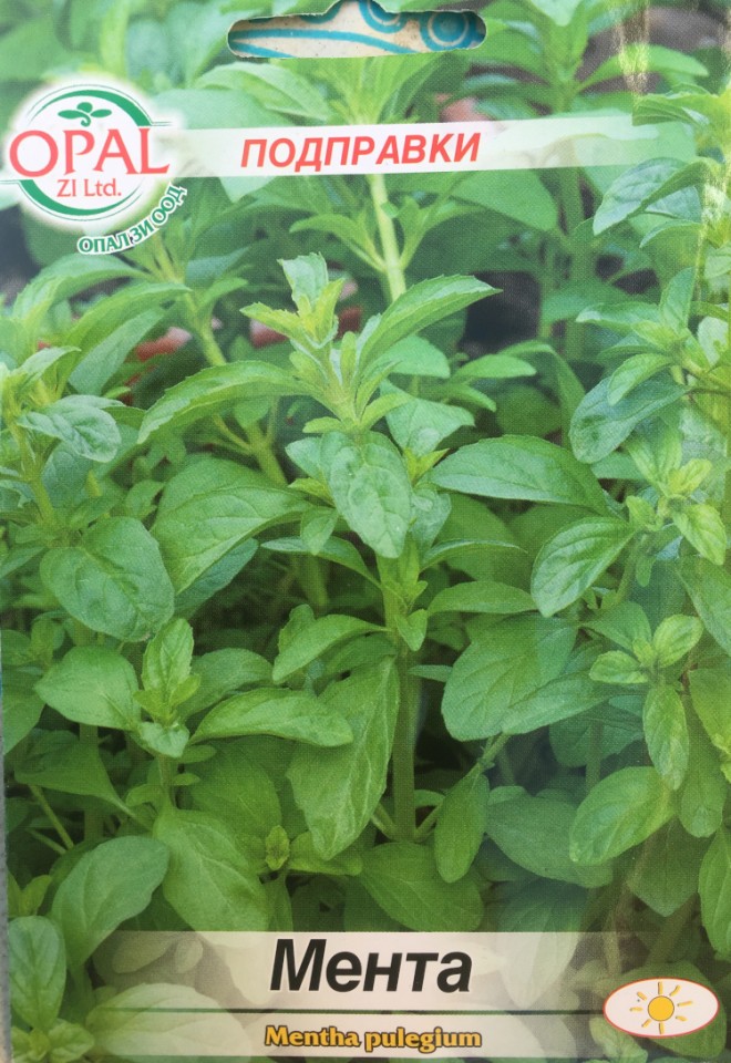Menta Comuna Medicinala - 0.1 gr - Seminte de Menta Comuna Plante Aromatice si Medicinale de la Opal