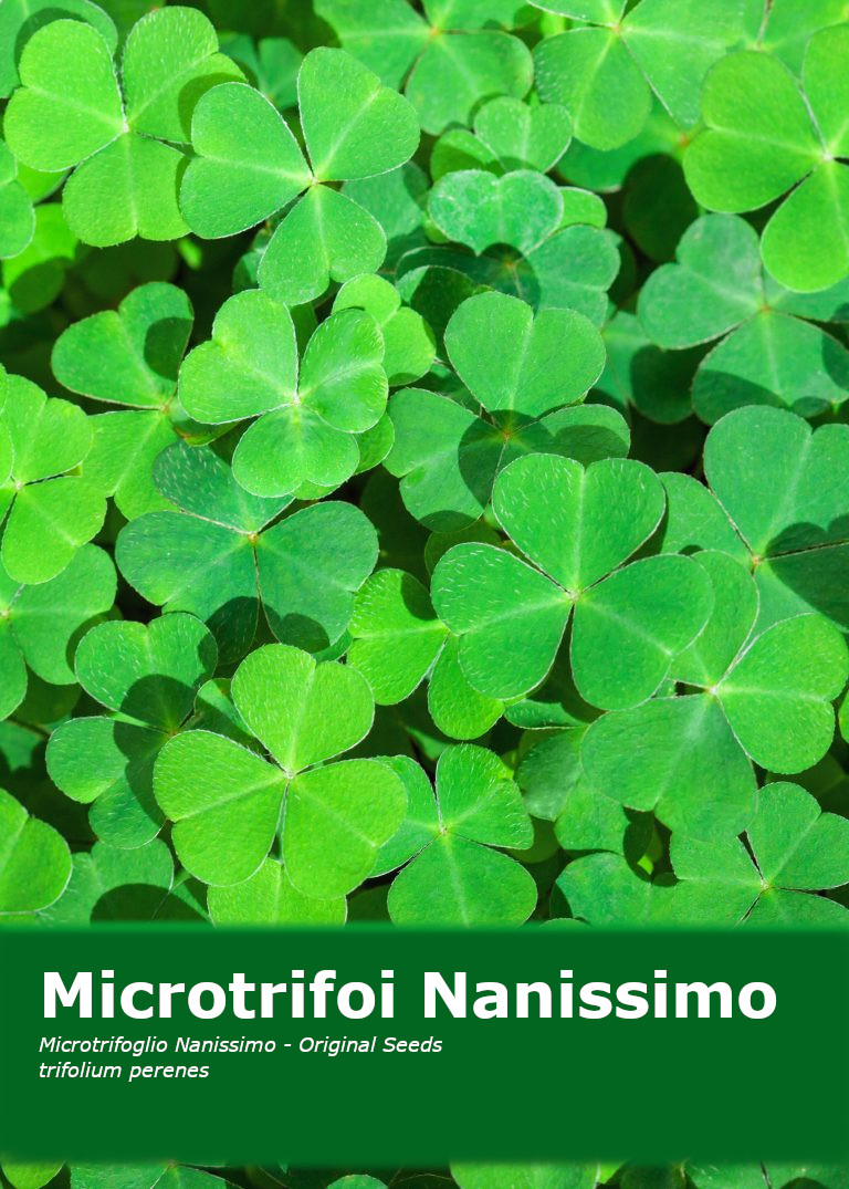 MicroTrifoi alb pitic (500 gr) seminte de trifoi alb pitic Nanissimo, Prima Sementi