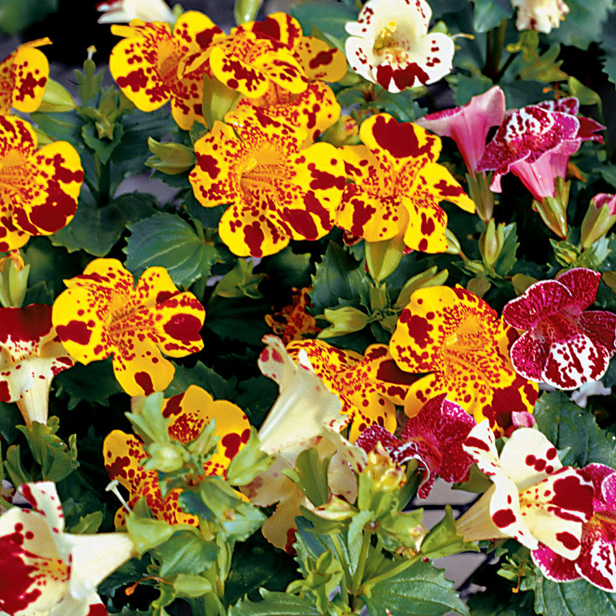 Mimulus (120 seminte) planta perena, diferite culori, Agrosem