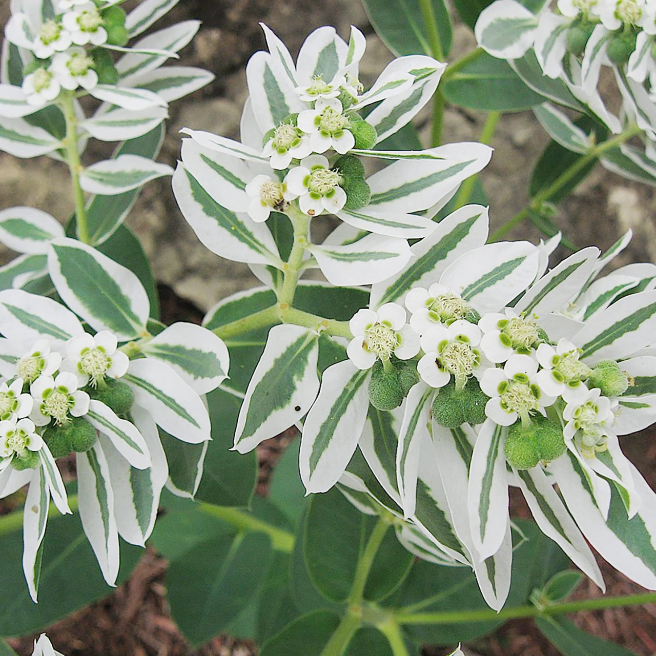 Mountain Snow (120 seminte) Euphorbia Zapada Muntelui, frunze ornamentale bicolore, verde-alb, Seklos