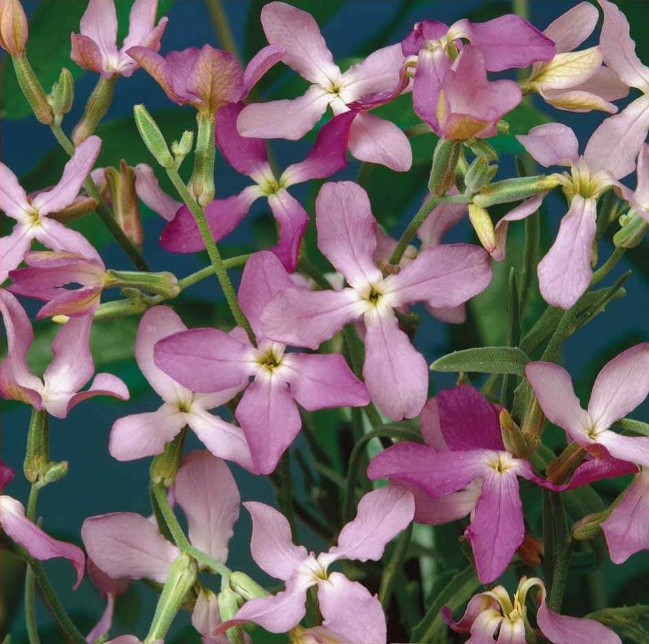 Night Scented Stock Rose (1200 seminte) Mixandre flori mici roz-violet, parfumate, Seklos
