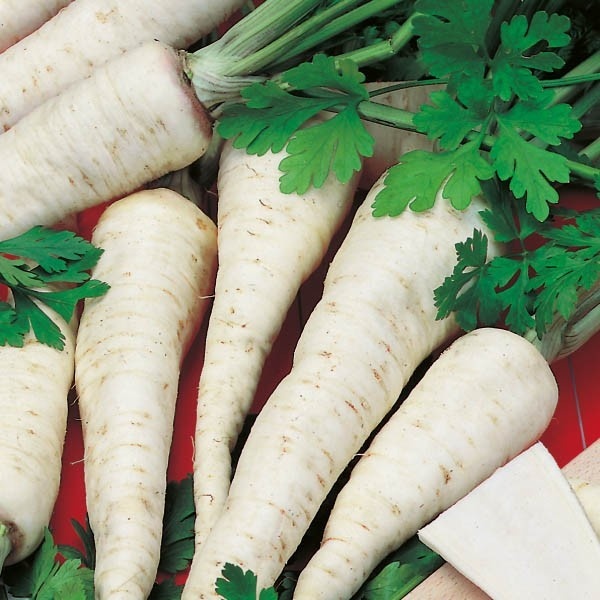 Olomuncka (750 seminte) patrunjel de radacina cu pulpa compacta, aromata, soi tardiv, Toraf