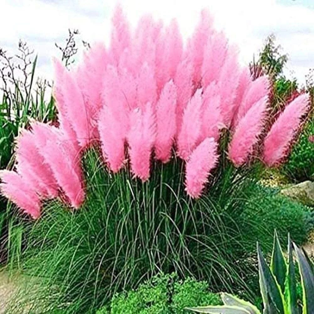 Pampas Plume Pink (1000 seminte) Iarba de Pampas roz, iarba decorativa perena, Seklos
