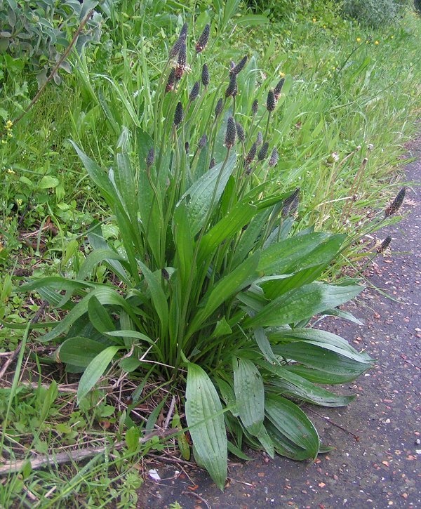 Patlagina (100 seminte) English Plantain - Plantago lanceolata, planta medicinala cu efect antiinflamator, Saflax