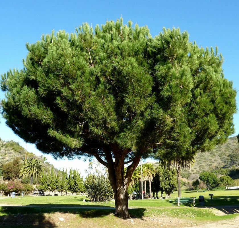 Pin Mediteranean (6 seminte) Stone Pine - Pinus pinea, ace moi, culoare verde inchis, Saflax