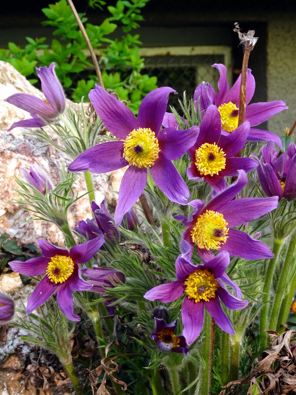 Sasanka Ogrodowa Fioletowa - Floarea Pastelui (0.2 gr) seminte Anemona cu flori clopotei stelati violet, Toraf