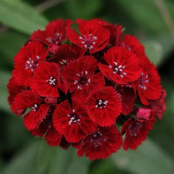 Scarlet Beauty (0,5 gr) seminte Garofite Turcesti perene, flori parfumate, rosu intens, Toraf