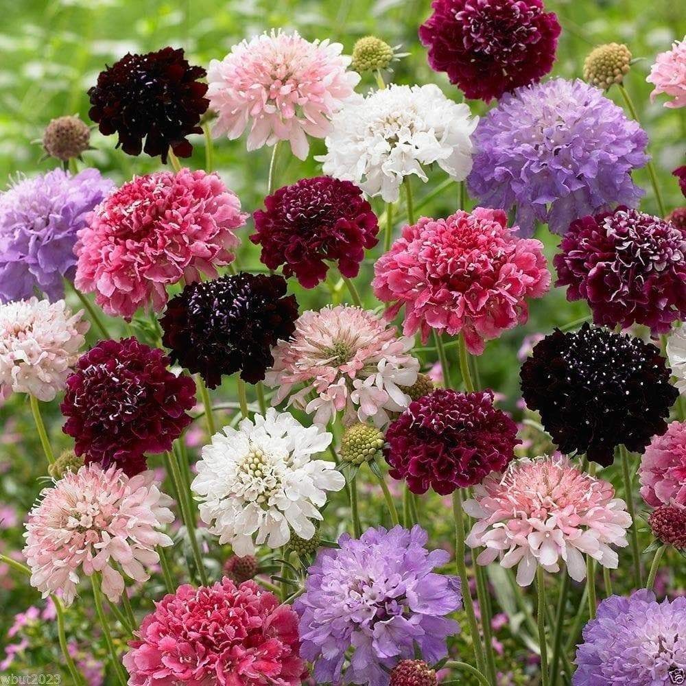Summer Fruits (30 seminte) Muscata Dracului Scabiosa flori anuale, placut parfumate, mix de culori, Seklos