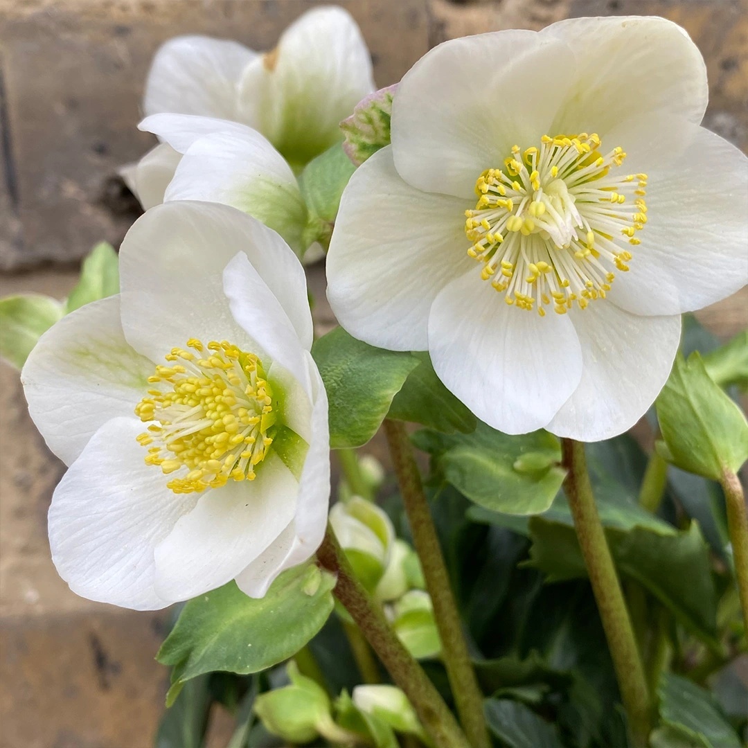 Trandafirul Craciunului (6 seminte) White Christmas Rose - Helleborus niger, flori albe delicate, infloreste iarna, Saflax