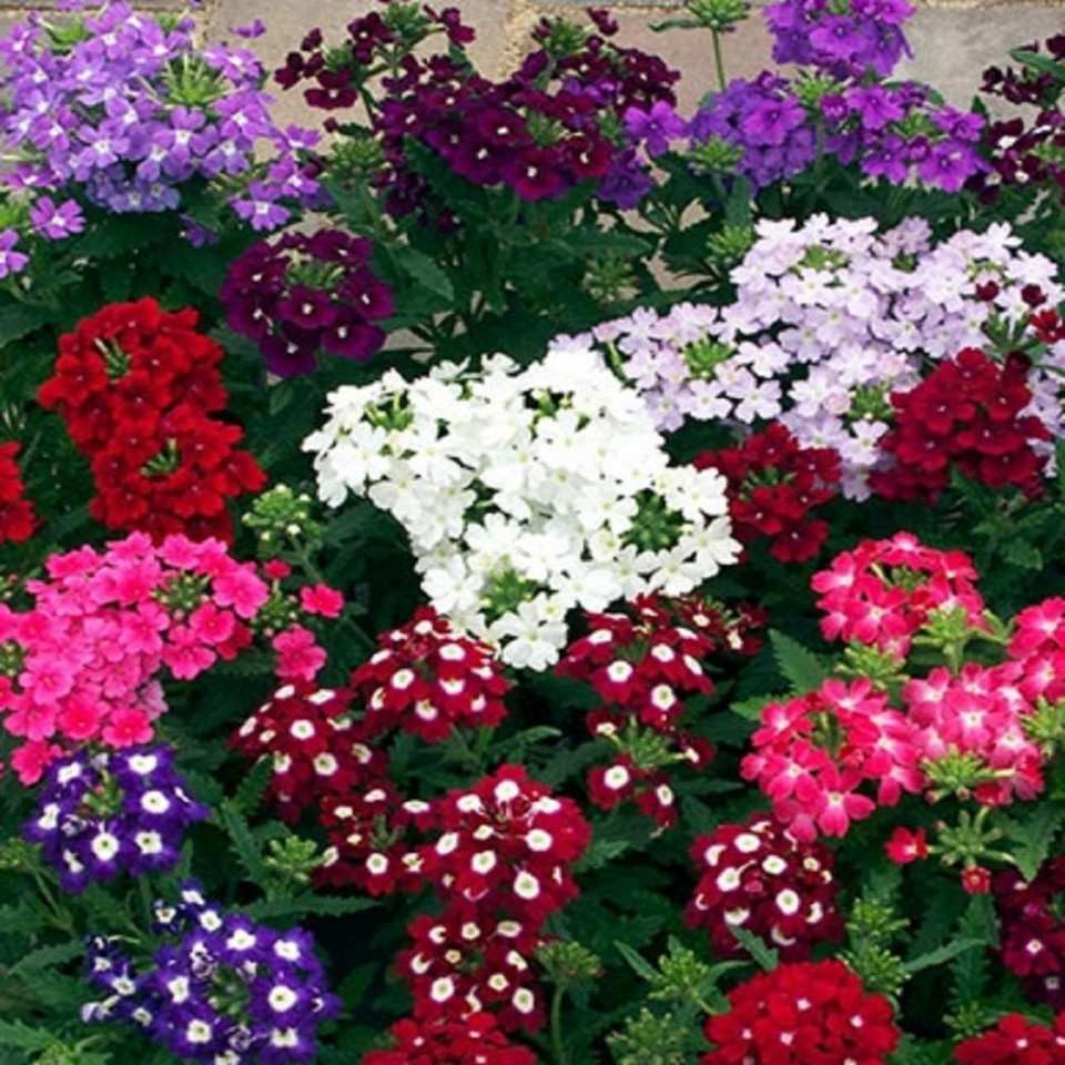 Verbena urzicuta mix (80 seminte) planta flori viu colorate, inflorescente compacte, Agrosem