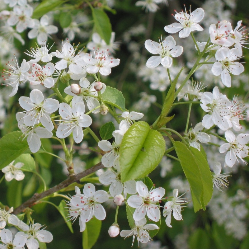 Visin Turcesc (30 seminte) Mahaleb Cherry - Prunus mahaleb, flori albe, parfumate, lemn parfumat, Saflax