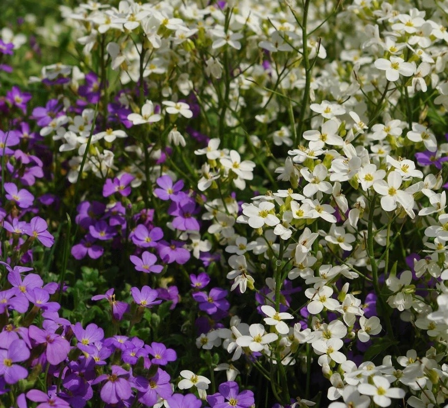 Arabis Alpina (0.4 gr) planta perena potrivita pentru stancarii, Opal