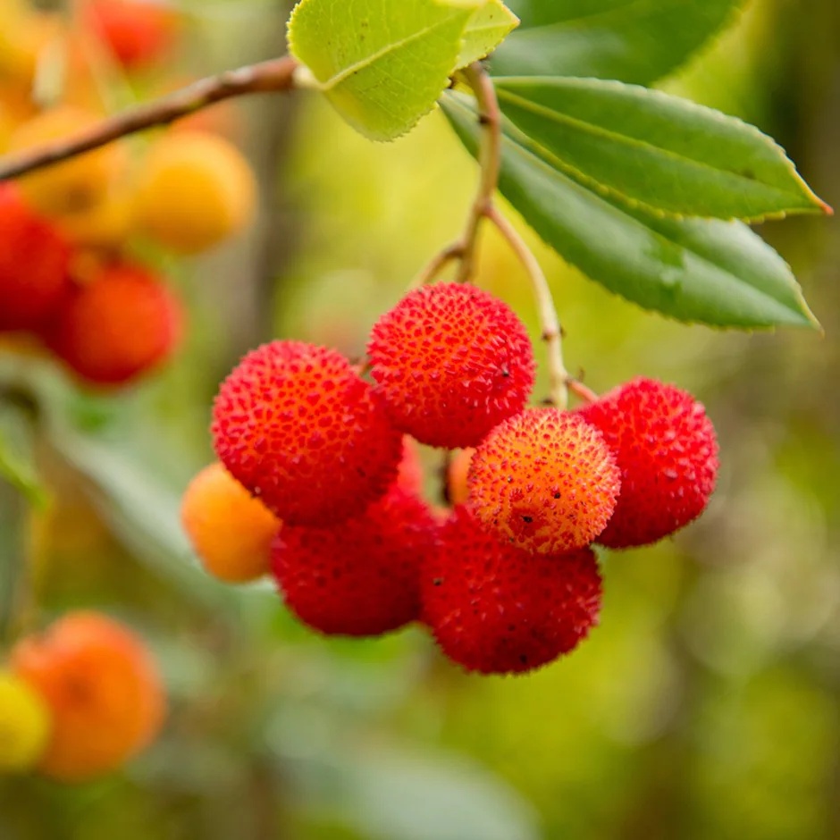 Arbore de Capsuni (50 seminte) Strawberry Tree - Arbutus unedo, flori albe frumoase, fructe foarte gustoase, Saflax