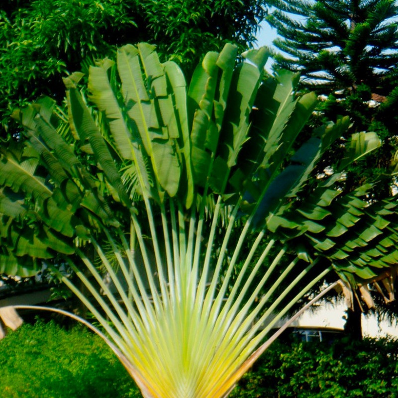 Arborele Calatorului (8 seminte) Traveler's Tree - Ravenala madagascariensis, frunze evantai asemanatoare palmierului, Saflax