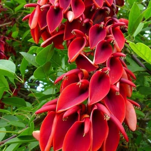 Arborele de Coral (6 seminte) Cockspur Coral Tree - Erythrina crista-galli, flori rosii, inflorire abundenta, Saflax