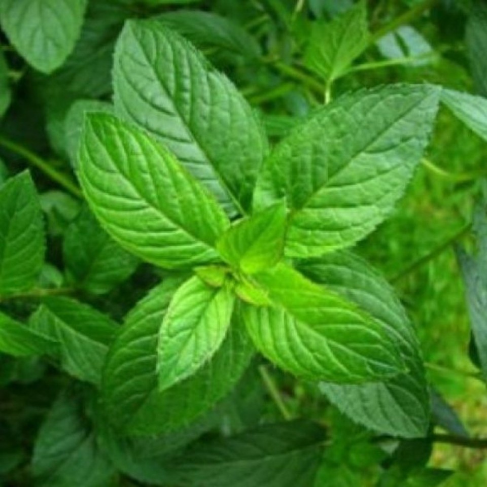 Bee Happy Menta Bio (0,2 g), seminte bio de Mentha rotundifolia, planta aromatica si medicinala, Laktofol