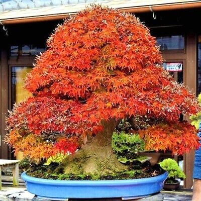 Bonsai Artar Trident (30 seminte) Bonsai Three Toothed Maple - Acer buergerianum, arbore rar cu frunze deosebite, colorate, Saflax