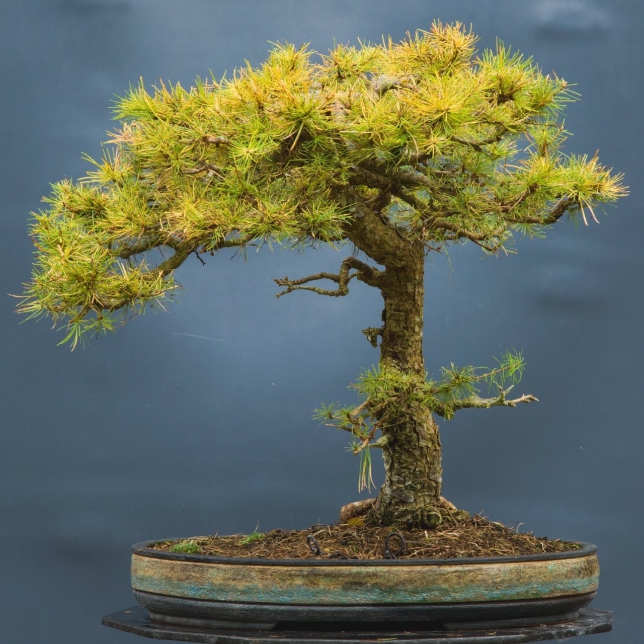 Bonsai Larice, Zada (75 seminte) Bonsai European Larch - Larix decidua, arbore european in culori schimbatoare, Saflax