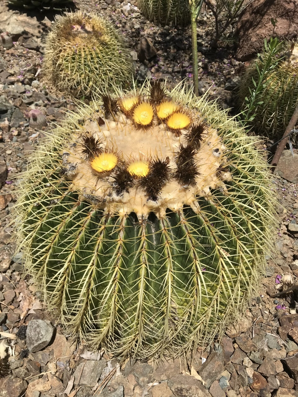 Cactus Perna Soacrei (40 seminte) Barrel Cactus - Echinocactus Grusonii, cactus sferic, spini tari, Saflax