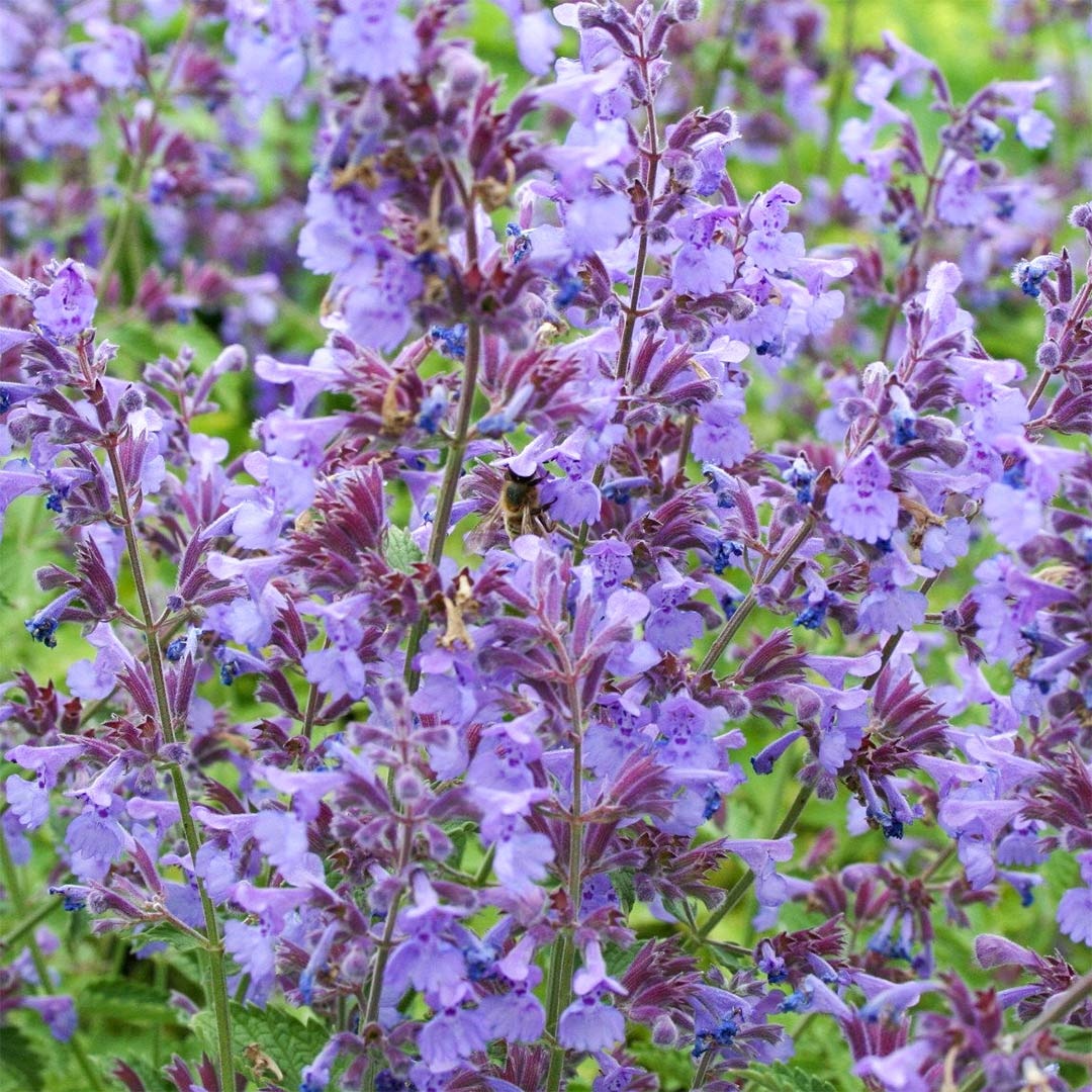 Catmint Faassenii (400 seminte) Menta Pisicii perena, inflorire abundenta, flori albastre-violet, Seklos