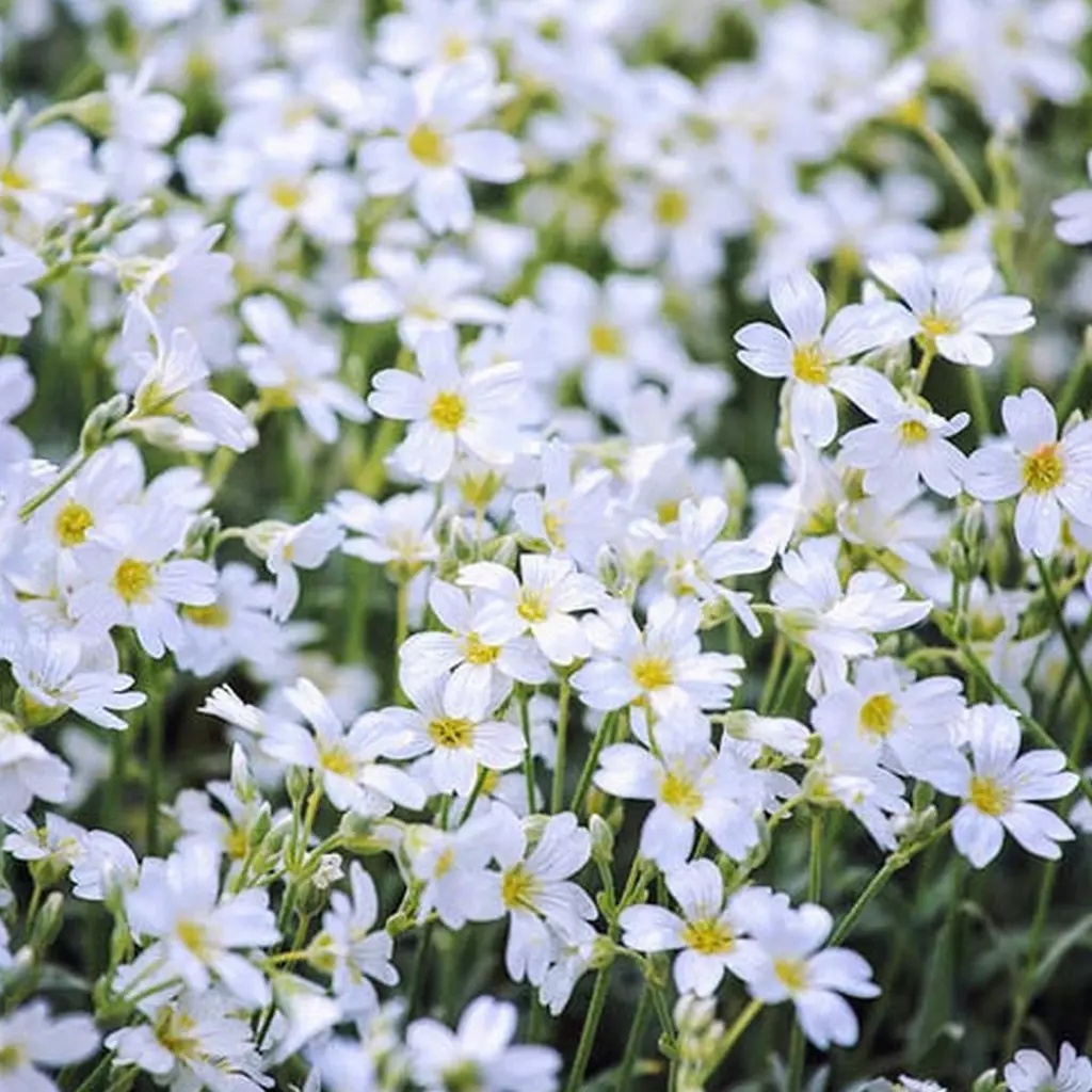 Cerastium tomentosum (0.2 gr) seminte Lana Caprelor perena, flori albe, frunze argintii, Toraf