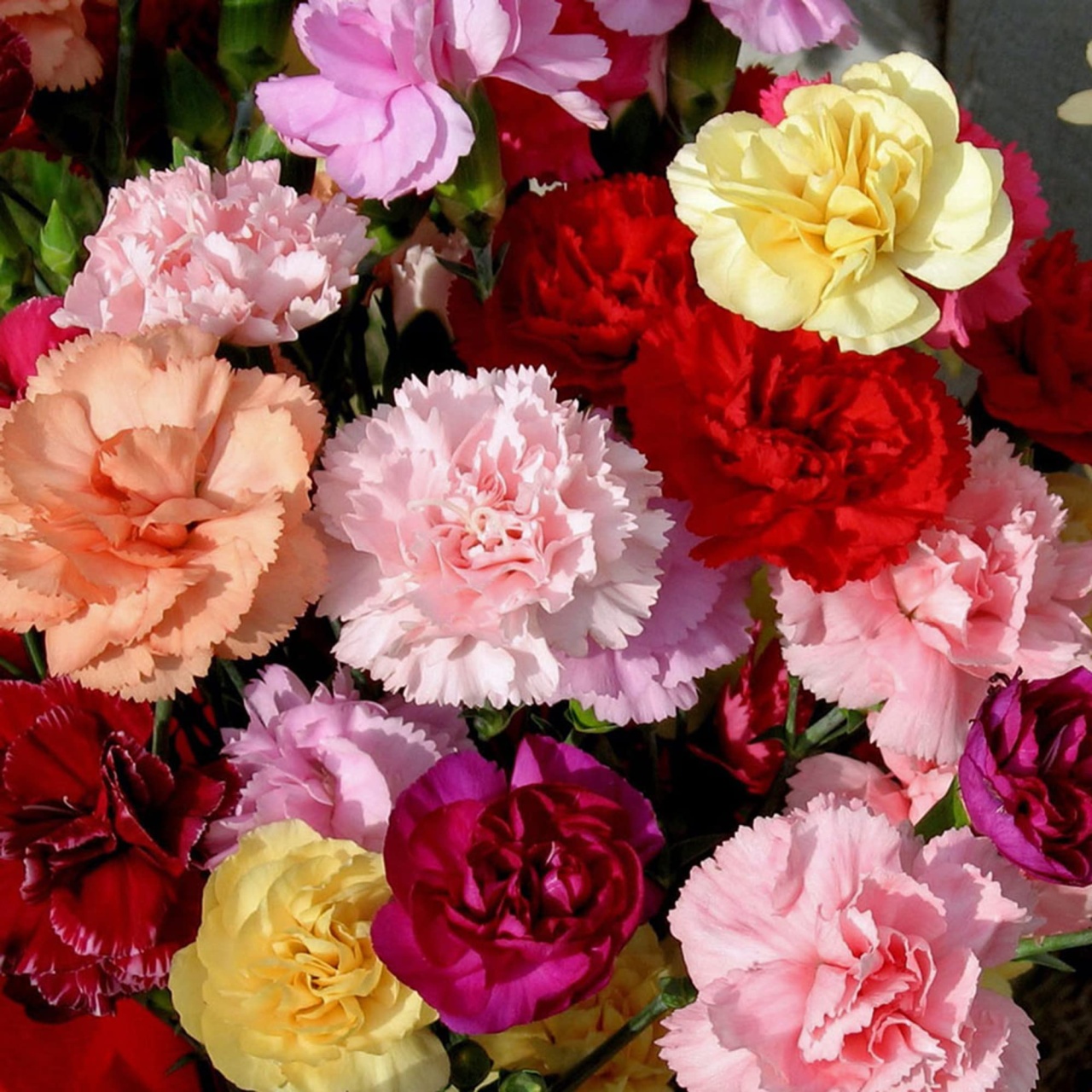 Chabaud Mix (250 seminte) Garoafe Chabaud flori mari, mix de culori, Seklos