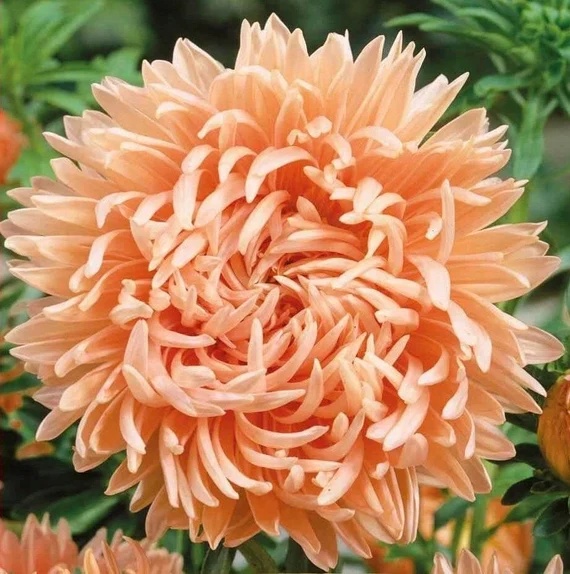 China Aster Paeony salmon (240 seminte) Ochiul Boului Paeonia roz somon, Seklos