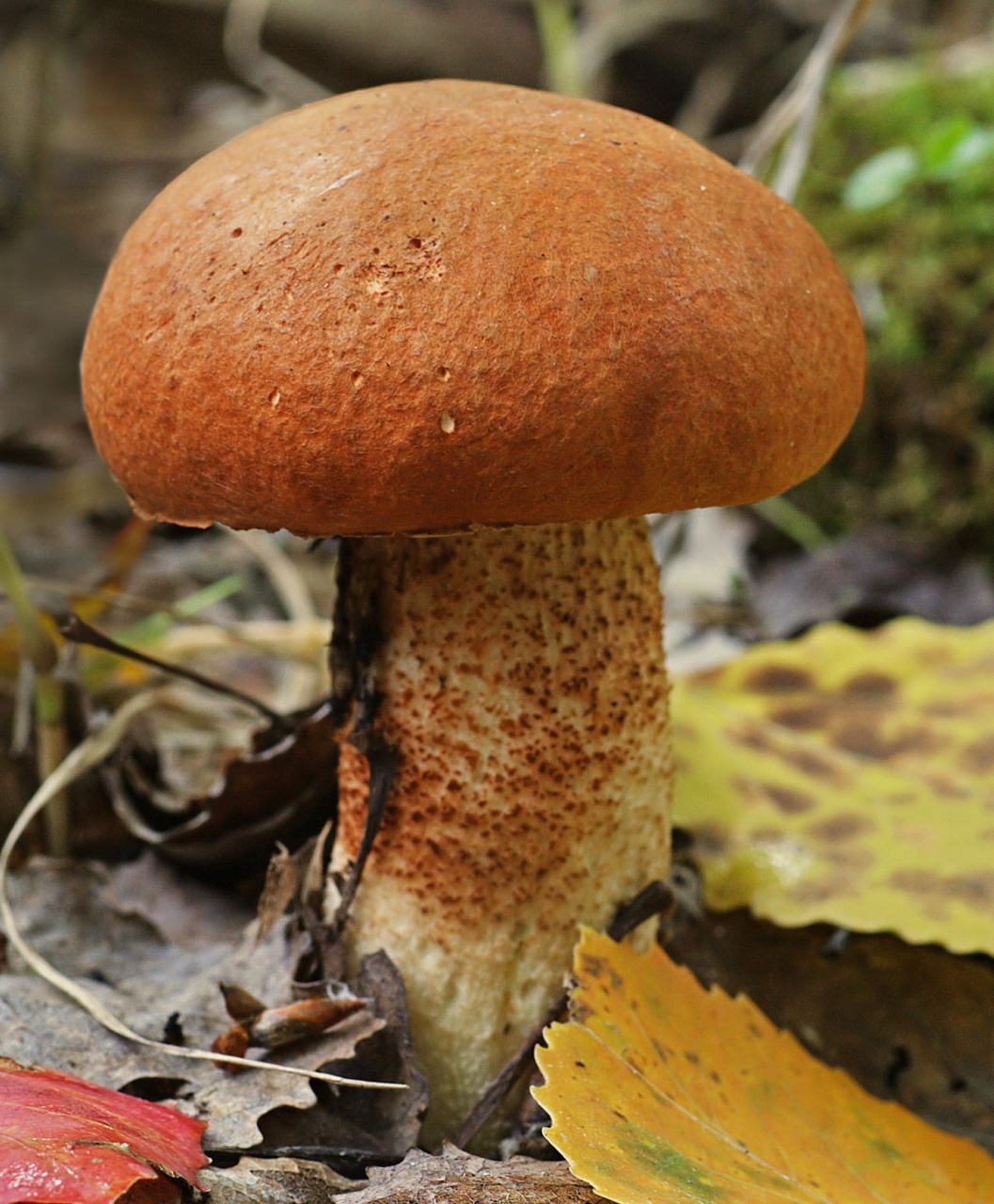 Ciuperca Leccinum aurantiacum (10 g) miceliu de ciuperca de padure Hrib de Plop, Seklos