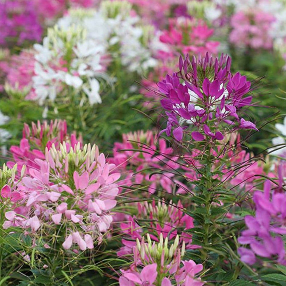 Cleome mix (160 seminte) floare paianjen alba, roz, violet, Agrosem