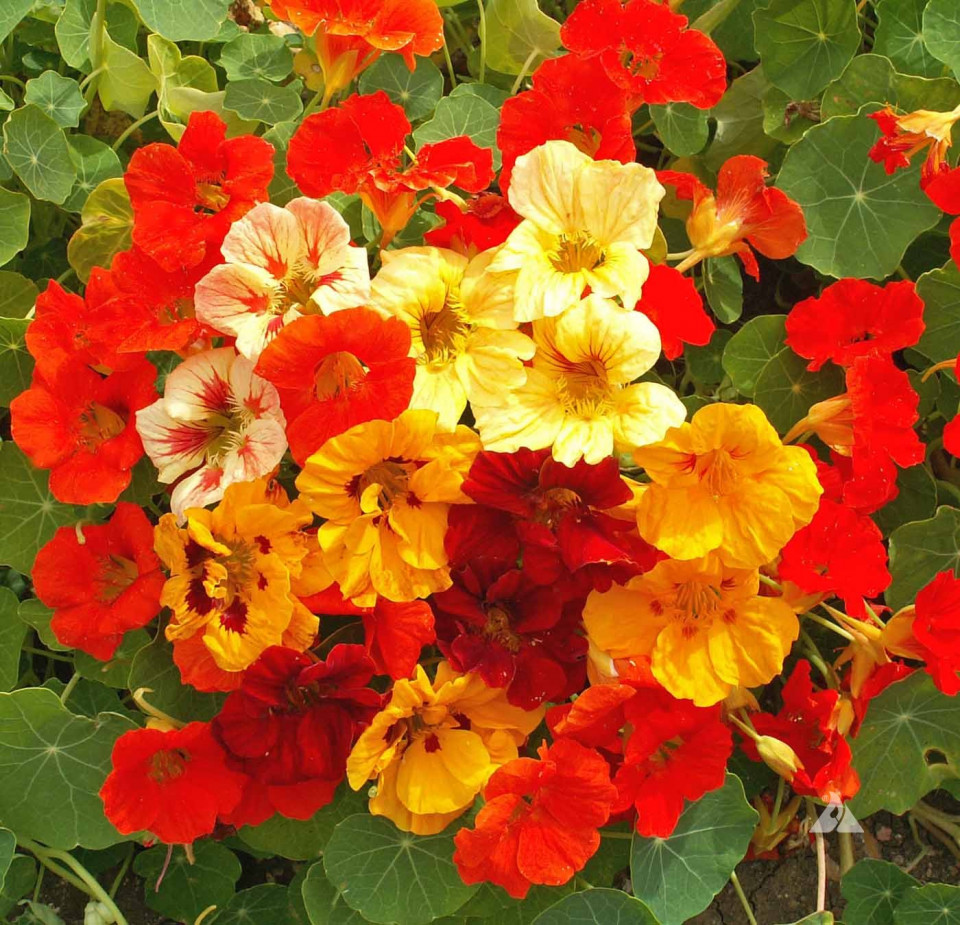 Condurul Doamnei pitic mix Tropaeolum nanum (2 g) de seminte, plante cu flori colorate Papucul Doamnei, utile in indepartarea insectelor daunatoare