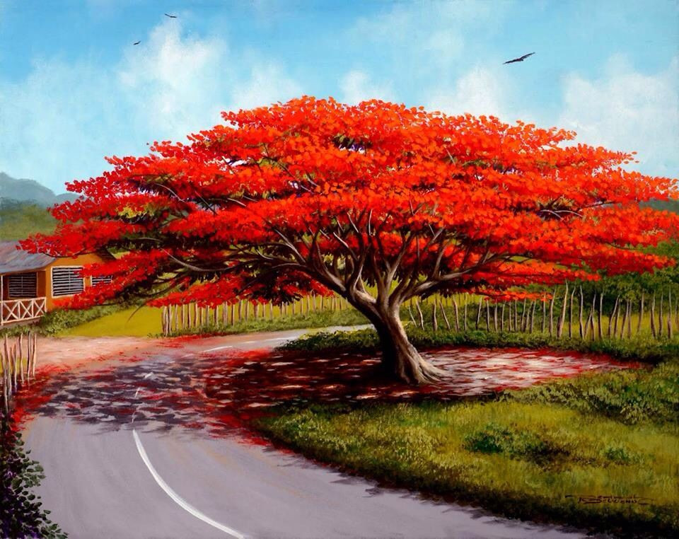 Copac flacara (Arbore de Foc) seminte de Delonix regia arbore exotic, Vilmorin