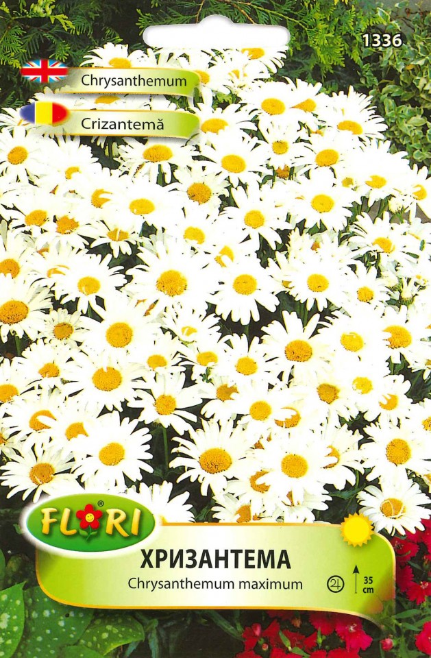 Crizantema - Seminte Flori Crizantema Planta Anuala de la Florian