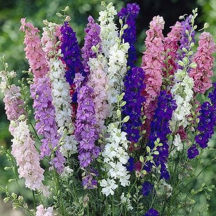Delphinium ajacis (0.5 gr) seminte Nemtisori de gradina, mix de culori, Legutko