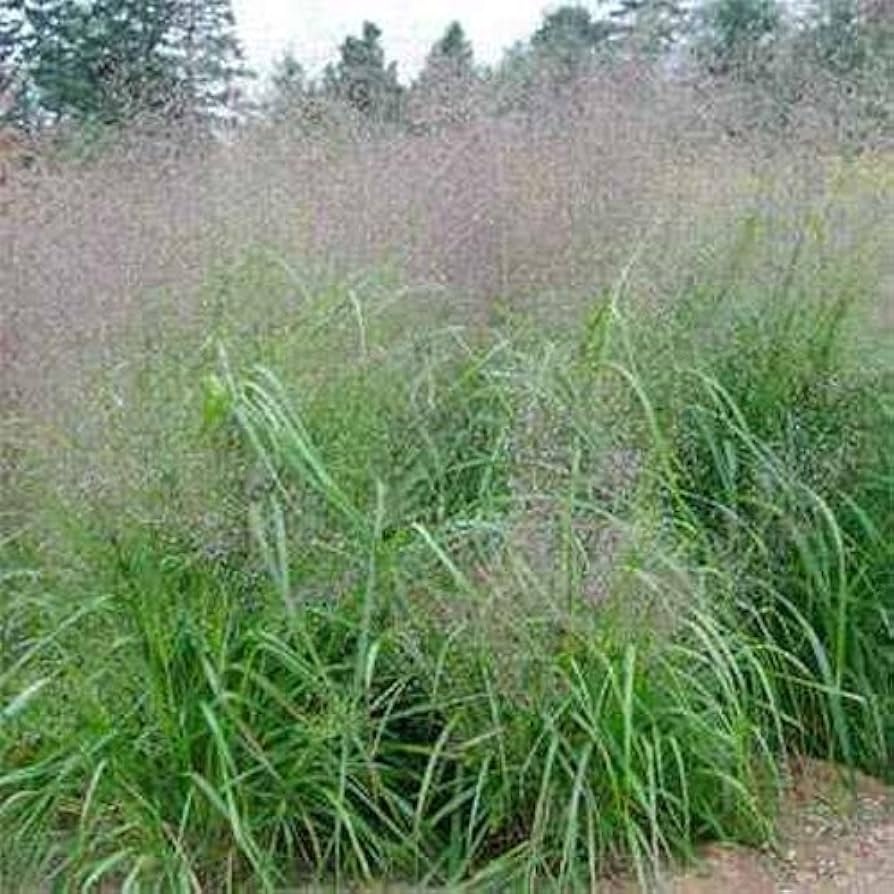 Elegant Lovegrass (1250 seminte) iarba decorativa inflorescente roz, Seklos